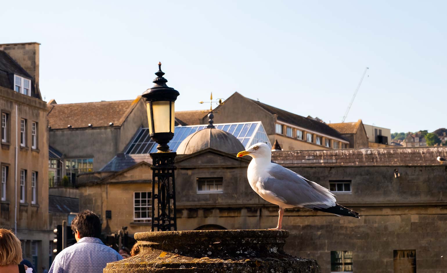 New interventions underway in bid to reduce impact of gulls in Bath