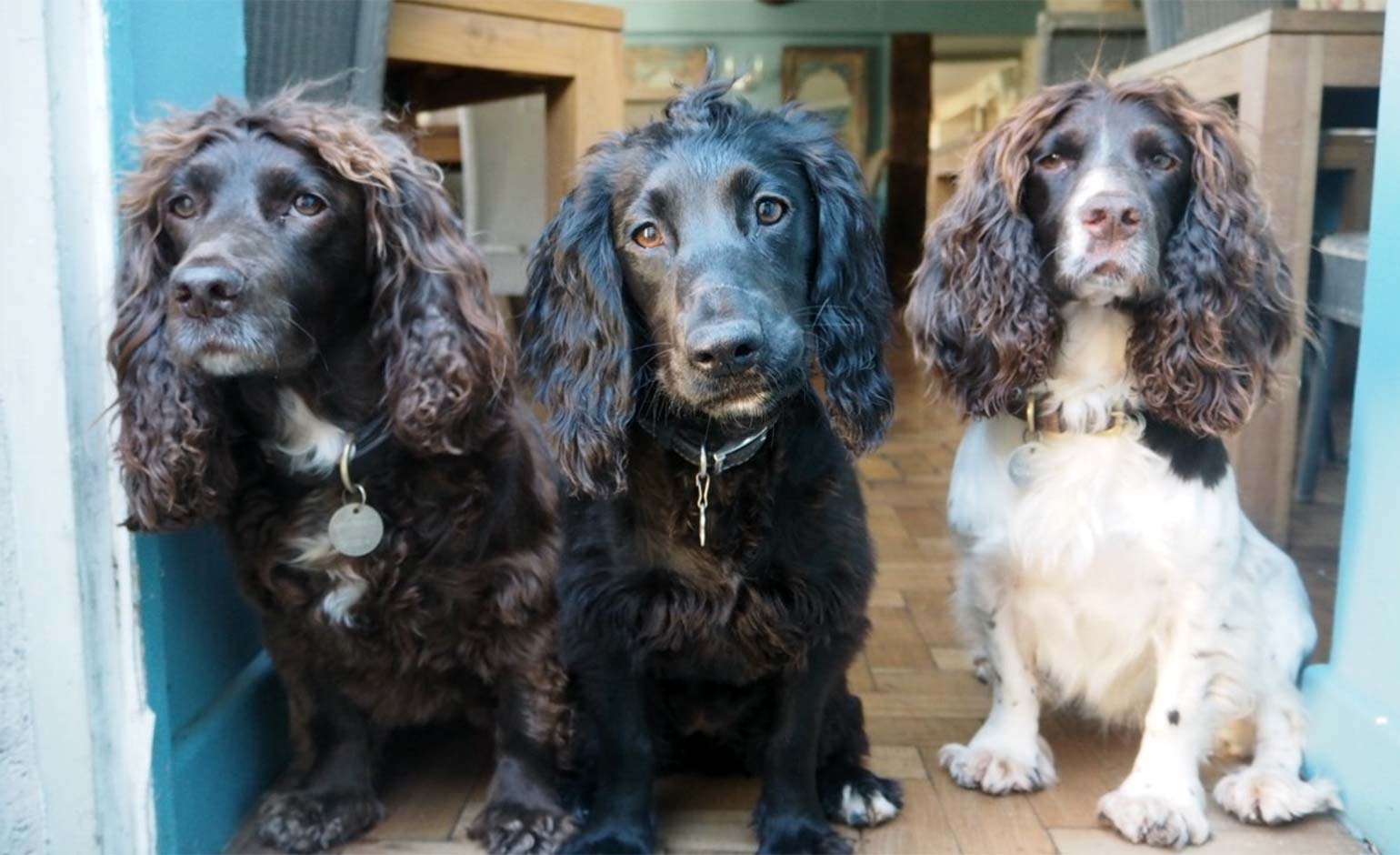 Combe Hay's The Wheatsheaf named as the region’s Most DogFriendly Pub