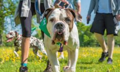 Bath Cats and Dogs Home set to hold annual Wag Walk fundraiser