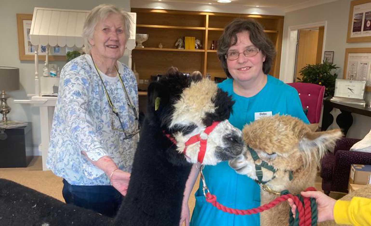 Residents at Bath care home enjoy special visit from pair of alpacas | Bath  Echo