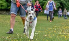 Last chance to sign up for Wag Walk to help rescue animals in need