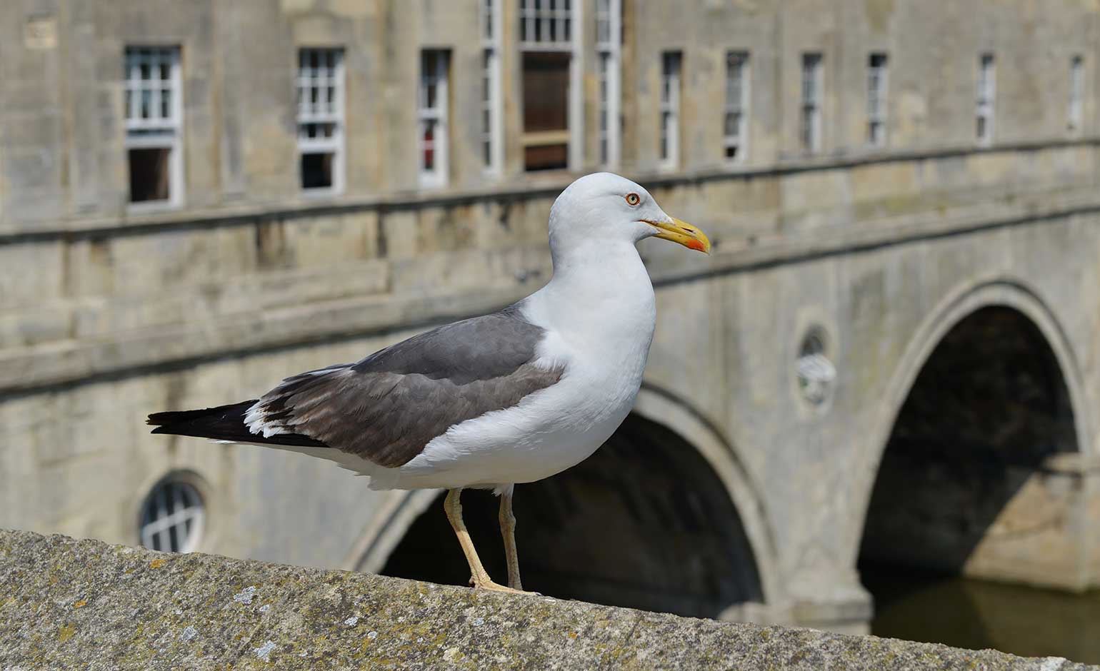 Residents and businesses urged to report ongoing issues with gulls