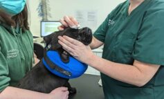 Donations to Bath Cats & Dogs Home appeal to be doubled