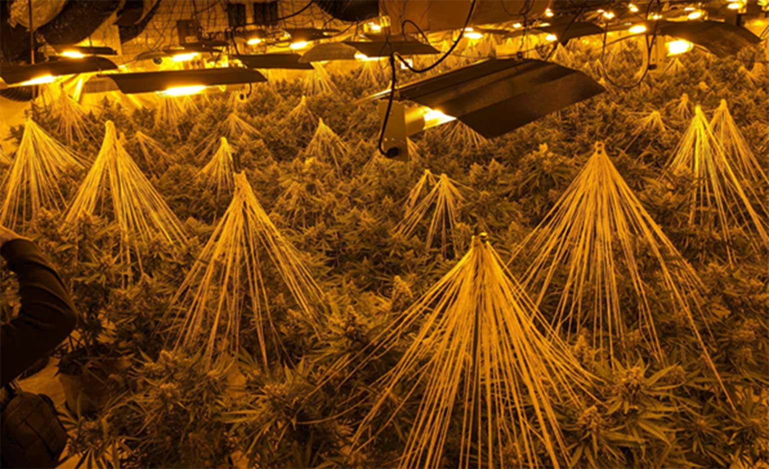 'Sophisticated’ cannabis factory discovered in abandoned building