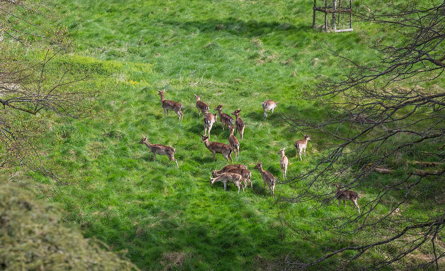 Deer reintroduced to Dyrham Park site following three-year gap