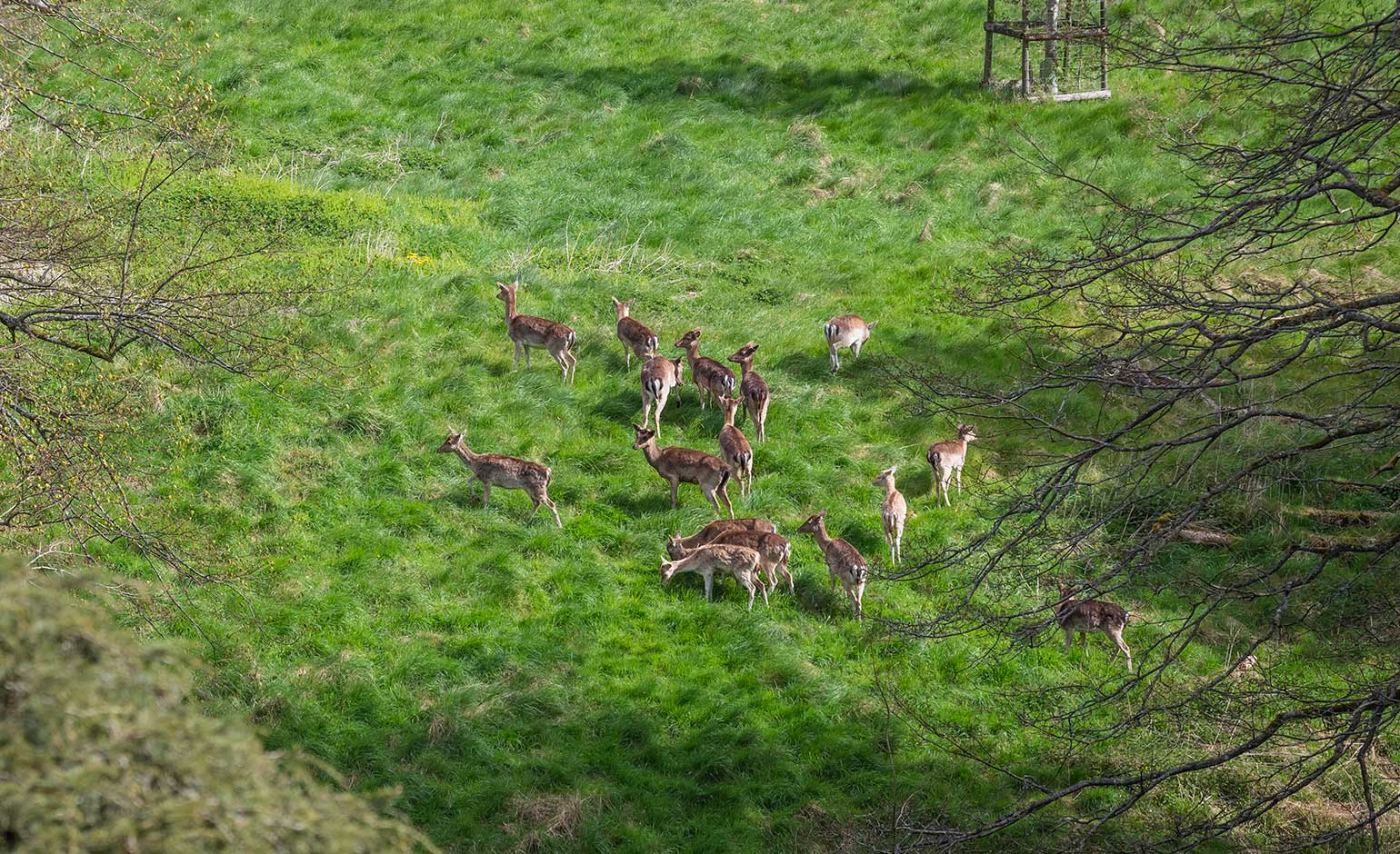 Deer reintroduced to Dyrham Park site follow<script src=