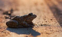 Jewellery maker set to share profits with annual Bath toad campaign