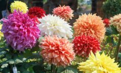 Twerton Flower Show is revived after a century thanks to grant