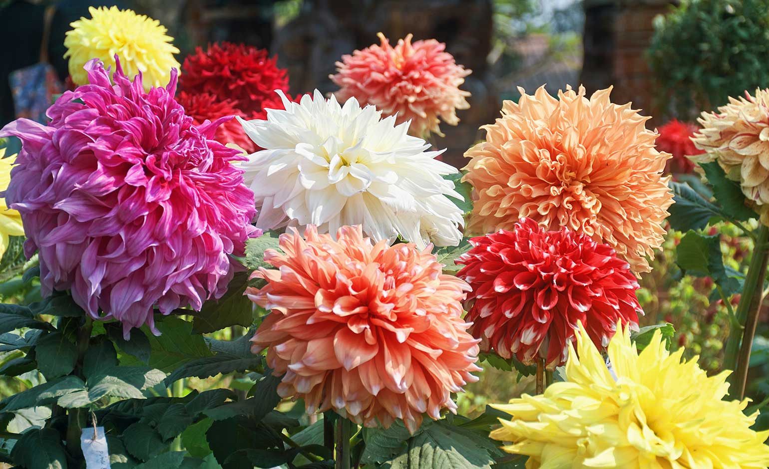 Twerton Flower Show is revived after a century thanks to grant