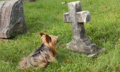 Council set to ban off-lead dogs in its cemeteries following incidents
