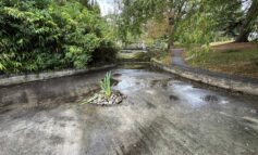 Council to work with Wessex Water over park’s popular duck pond
