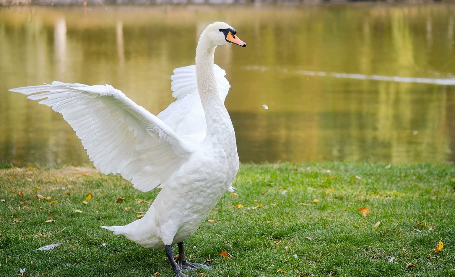 Swan rescue volunteers’ plea to Bath anglers over hooks and line