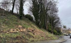 Council acts over fears that tree loss could bring down Bath hillside