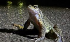 Bath toad patrol bucks national decline with another strong year